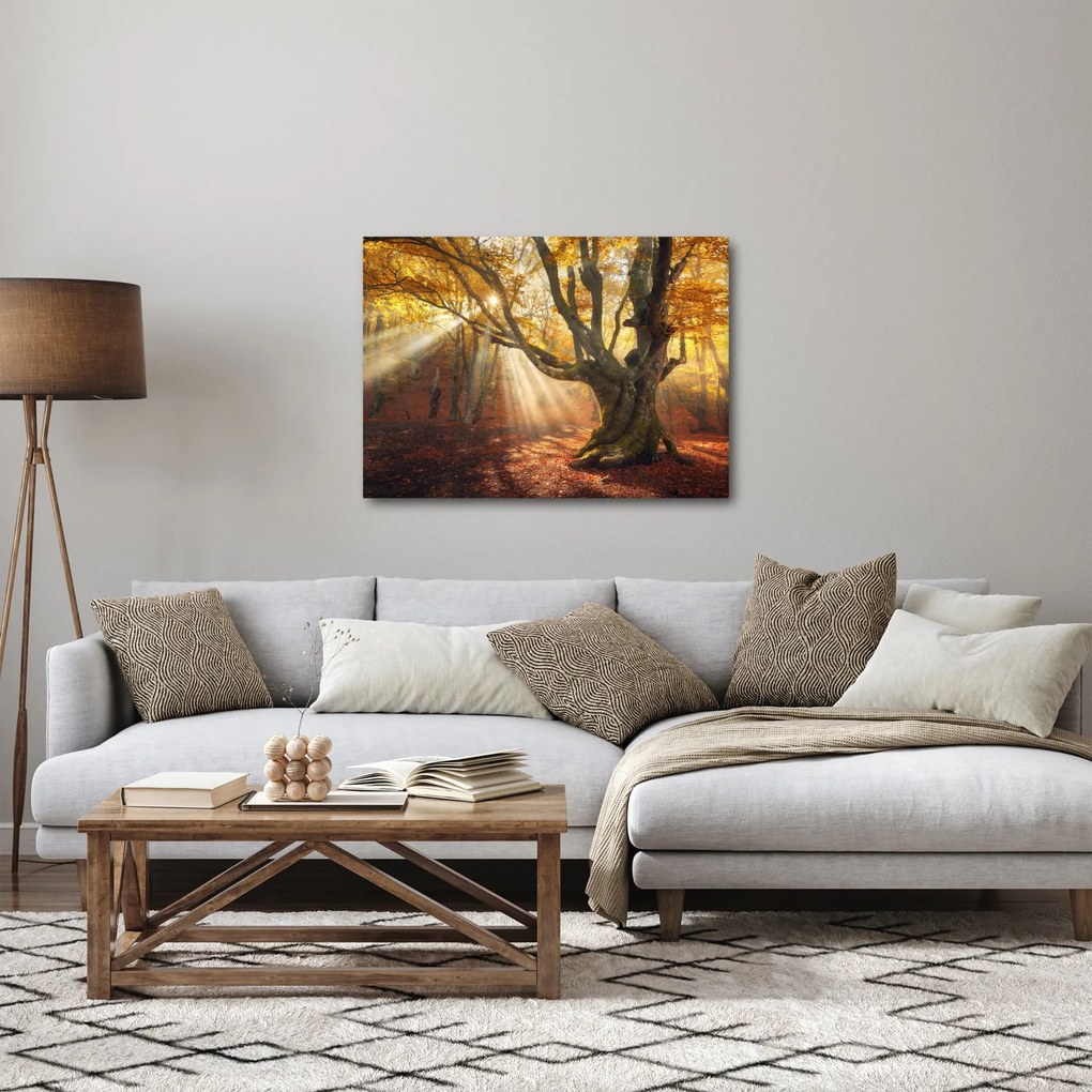Kép - Őszi fény (70x50 cm)