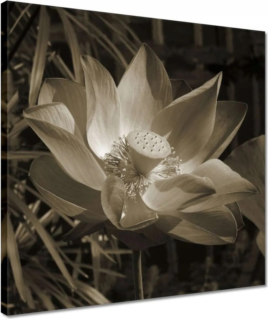 Vászonkép 40x40 Lótusz Lótuszvirág