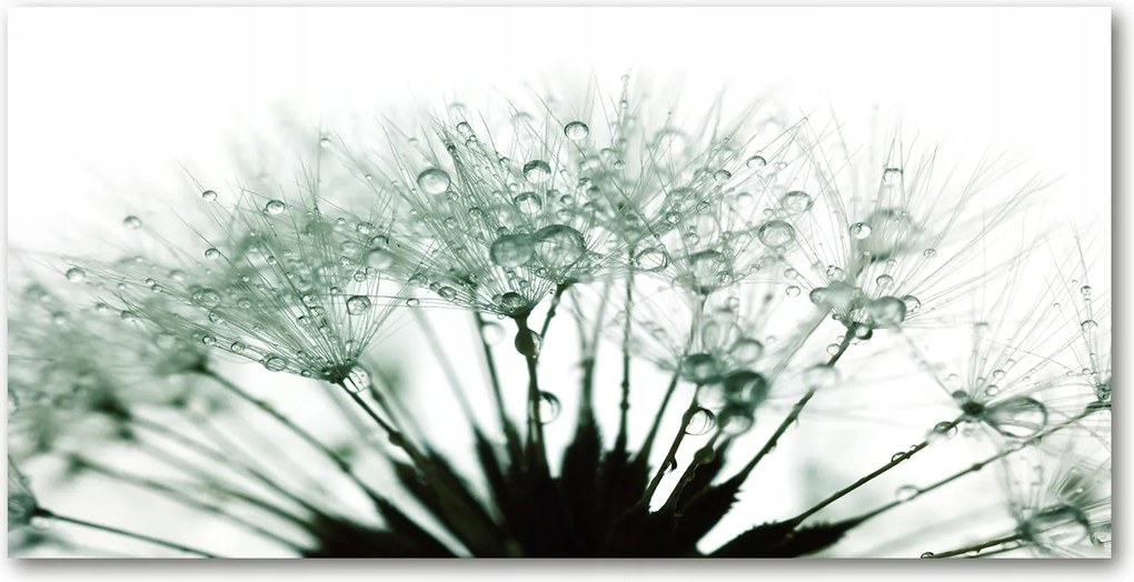 Fotó üvegkép Pitypang magok 140x70