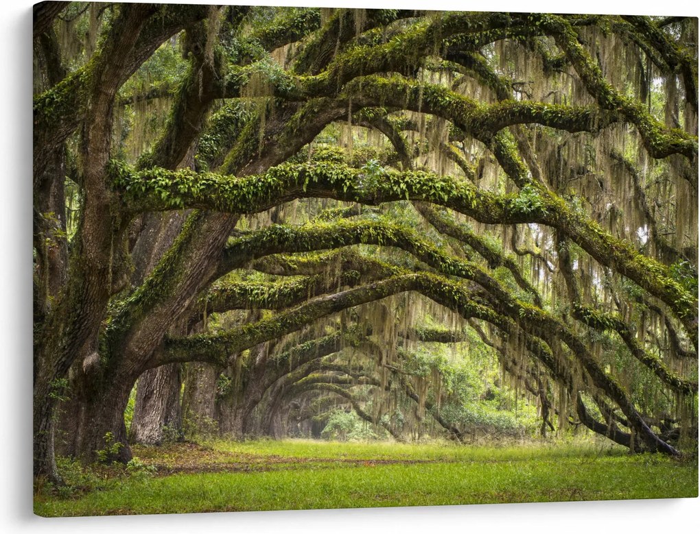 Kép - Oaks Avenue, Charleston, Dél-Karolina, Egyesült Államok (70x50 cm)
