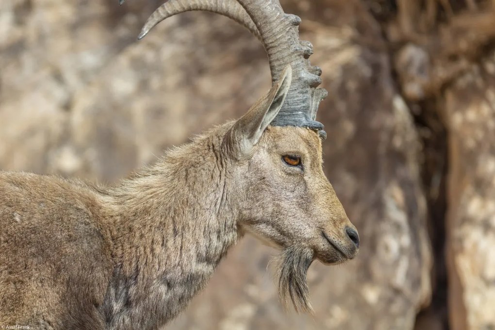 Poszter 30x20cm Nubiana Ibex 6, Assaf Frank