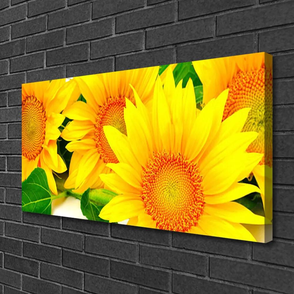 Vászonfotó Napraforgó virág természet 125x50 cm