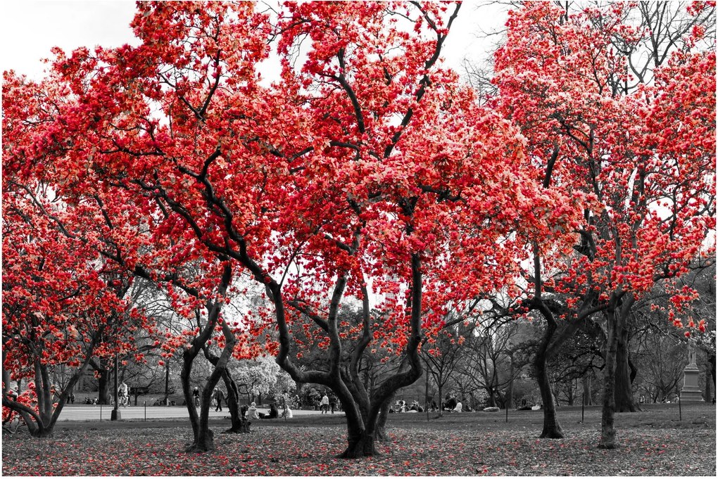 Kép - vörös fák, Central Park, New York (90x60 cm)