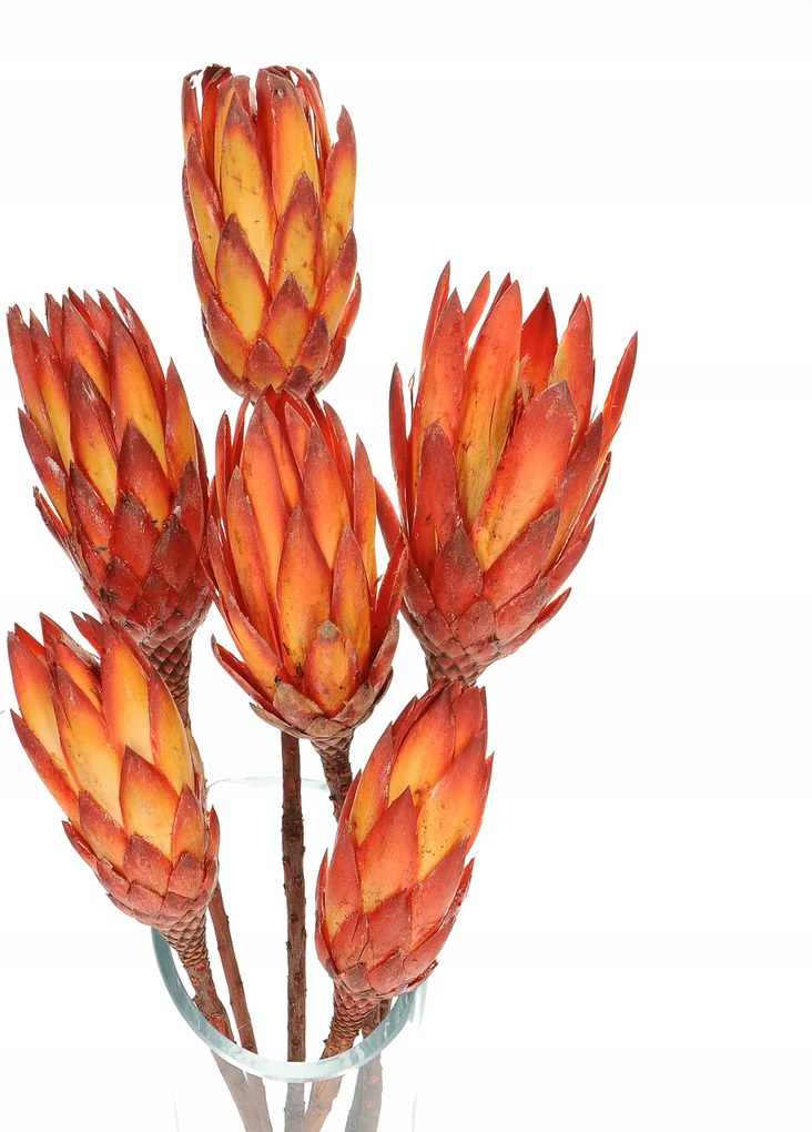 Szárított Protea piros ág szárított virágok szárító váza