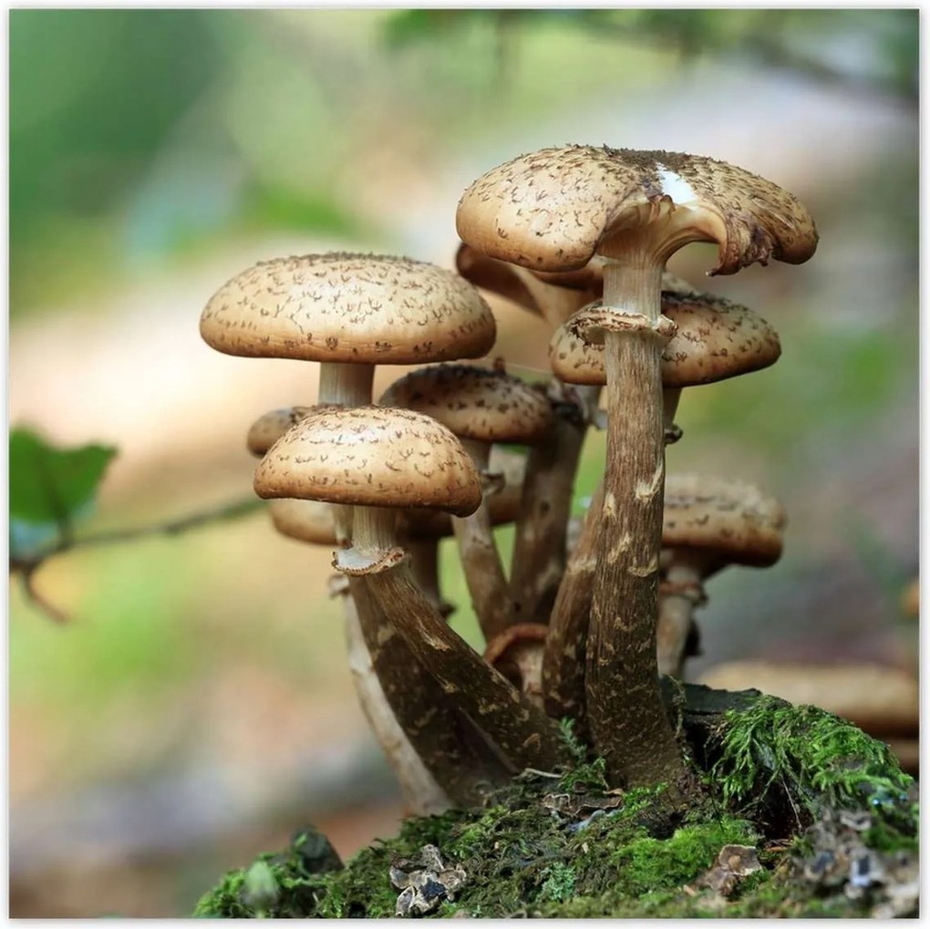 Poszterek 140x140 Gombák az erdőben Közelkép