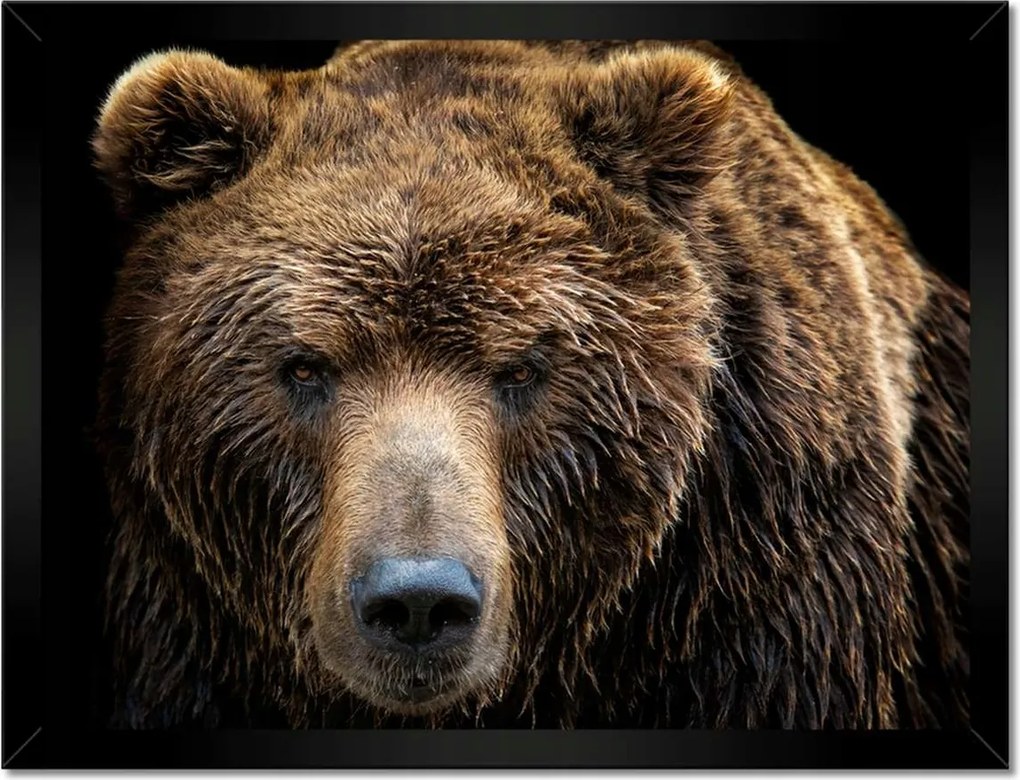 Poszterek keretben 40x30 Medve portré