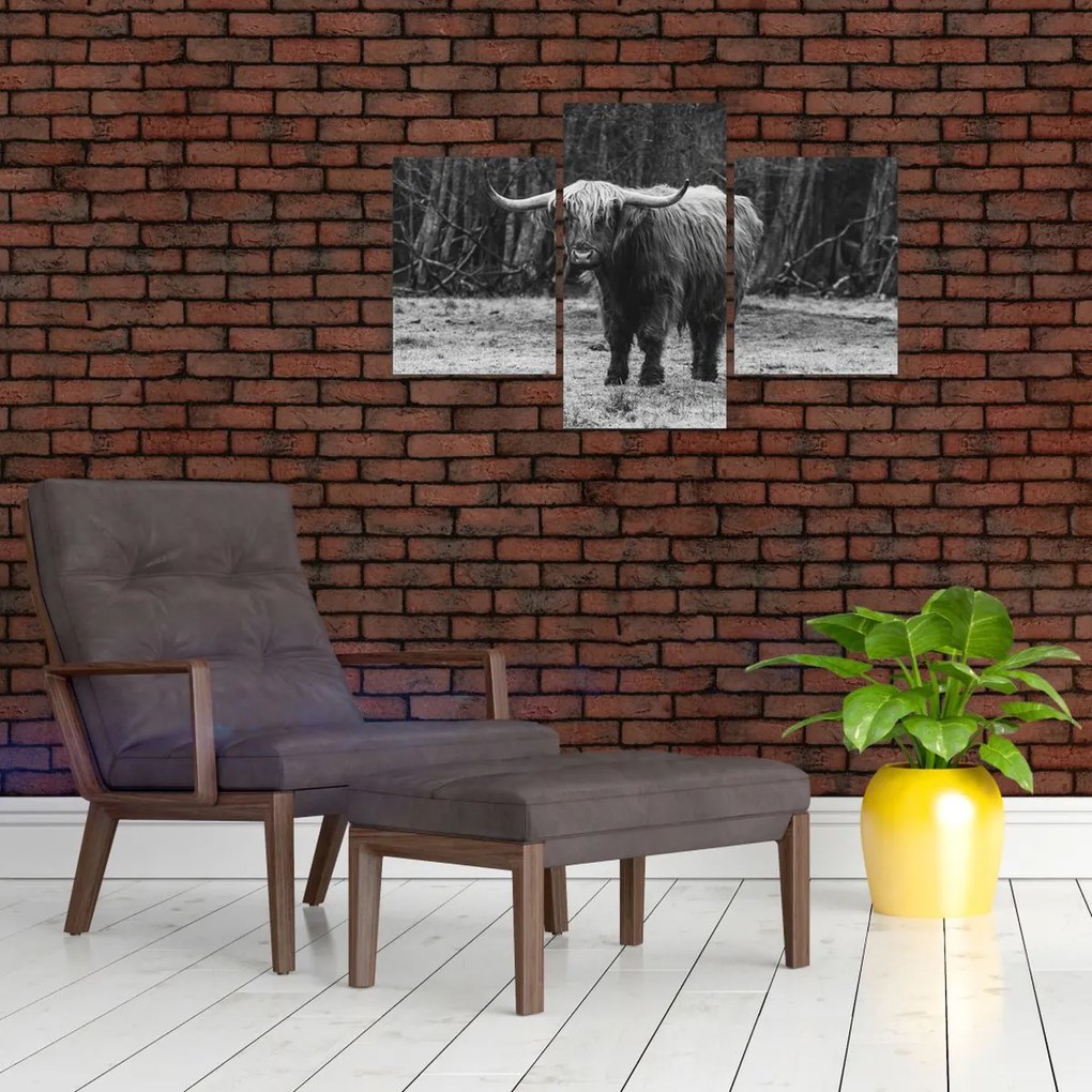 Kép - Skót tehén (90x60 cm)