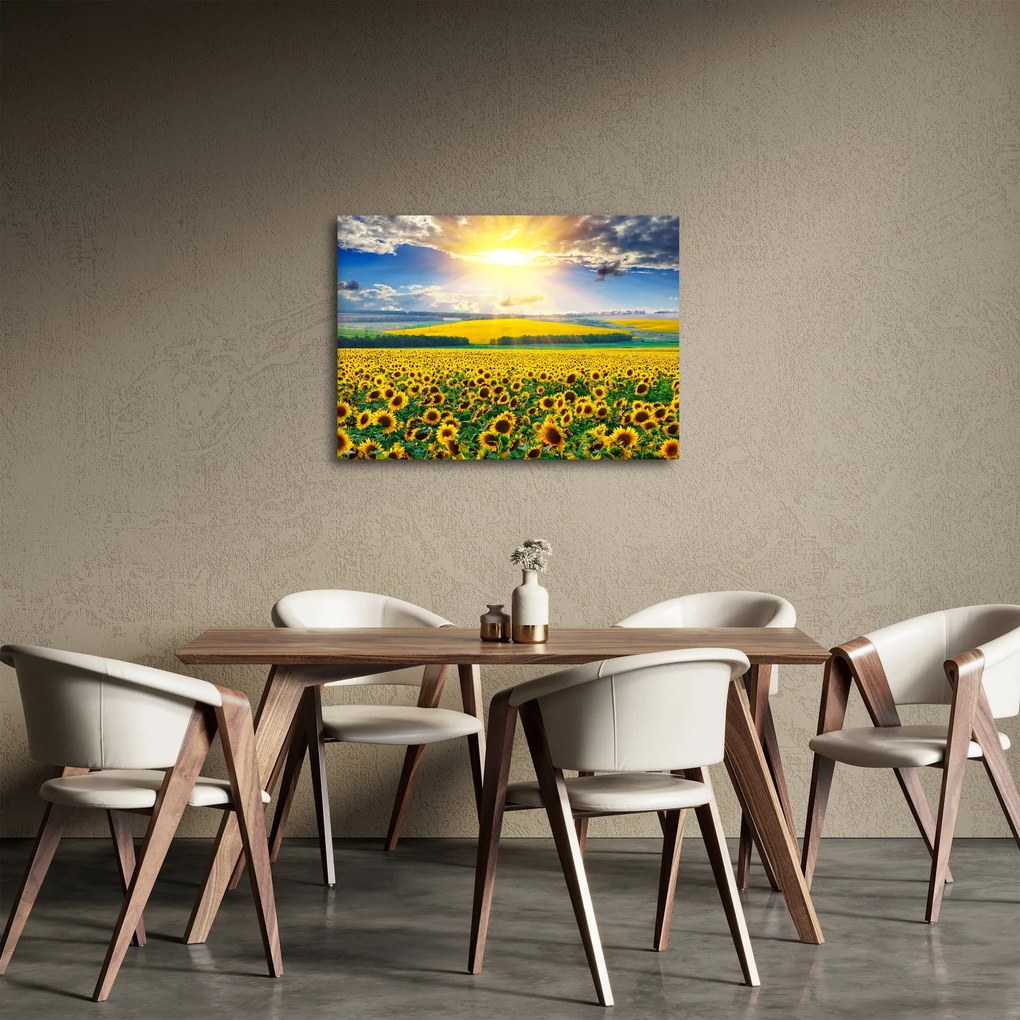 Kép - Napraforgó mező (70x50 cm)