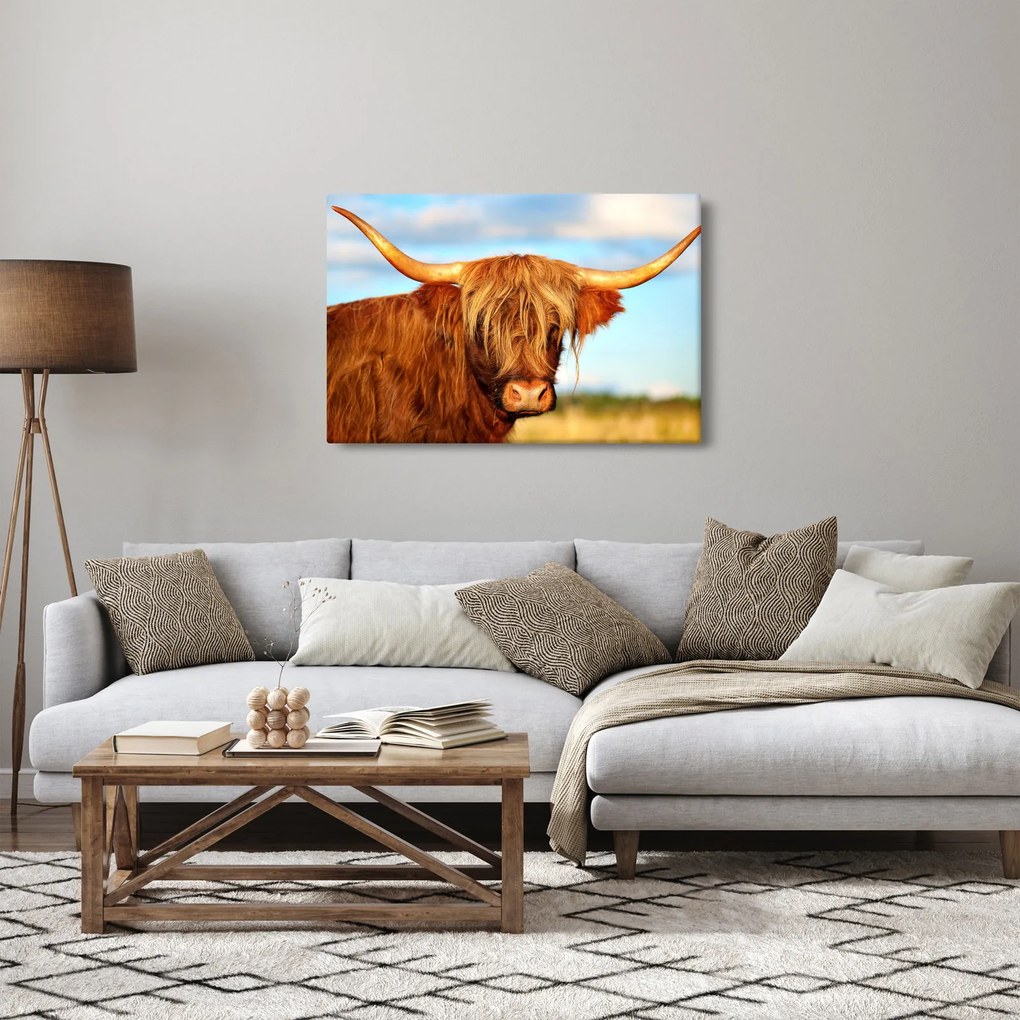 Kép - Skót tehén (90x60 cm)