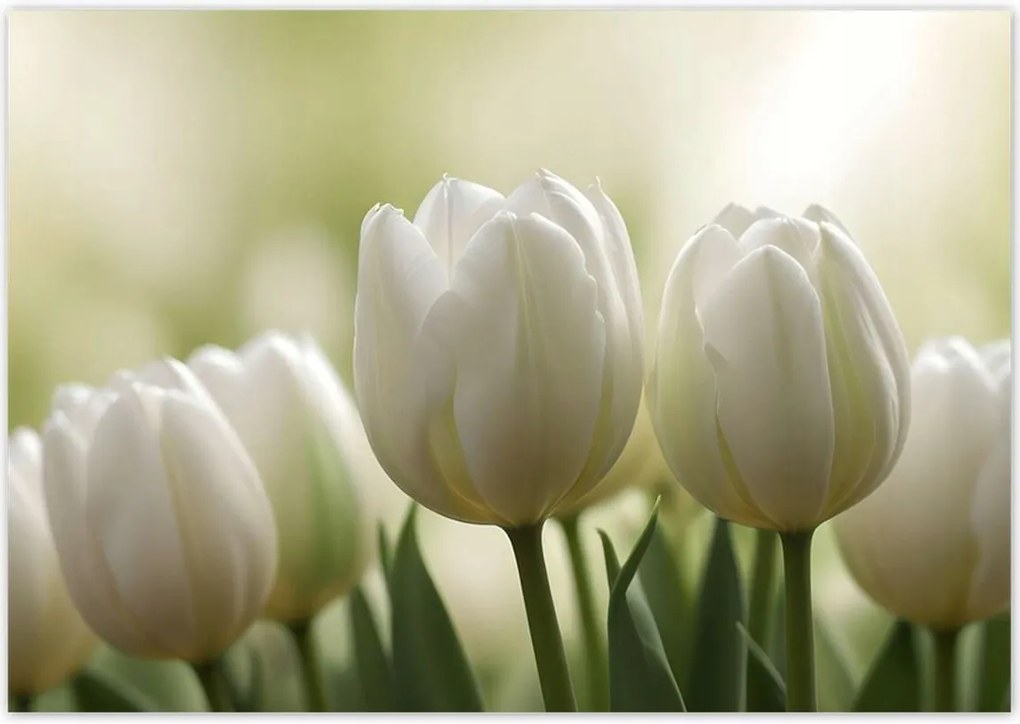 Poszterek 100x70 Fehér tulipánok
