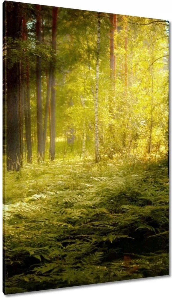 Vászonkép 80x120 Napfelkelte az erdőben