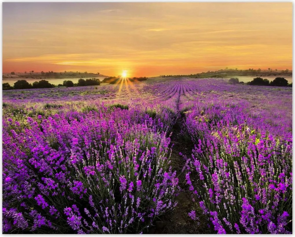 Poszterek 50x40 Levendula naplemente