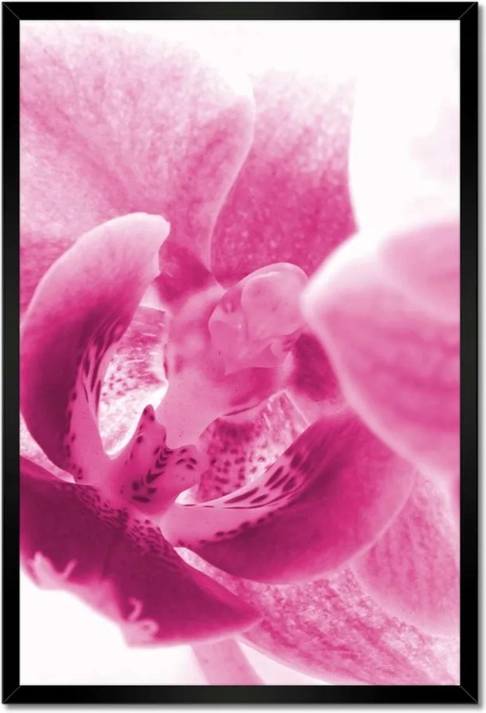 Poszterek keretben 40x60 Orchidea Virágok