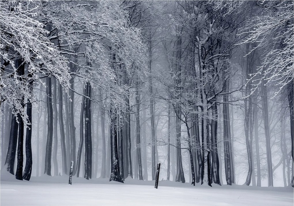 Flizelin fotótapéta Téli erdő Nyugalom és havas harmónia 250x175 +ragasztó