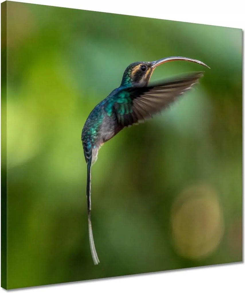 Vászonkép 40x40 Madarak