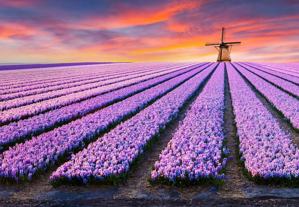 Fotótapéta - Levendula mező (147x102 cm)