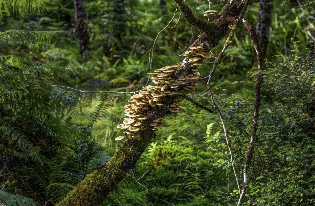 Poszter 91,5x60cm Gomba a fán, Assaf Frank