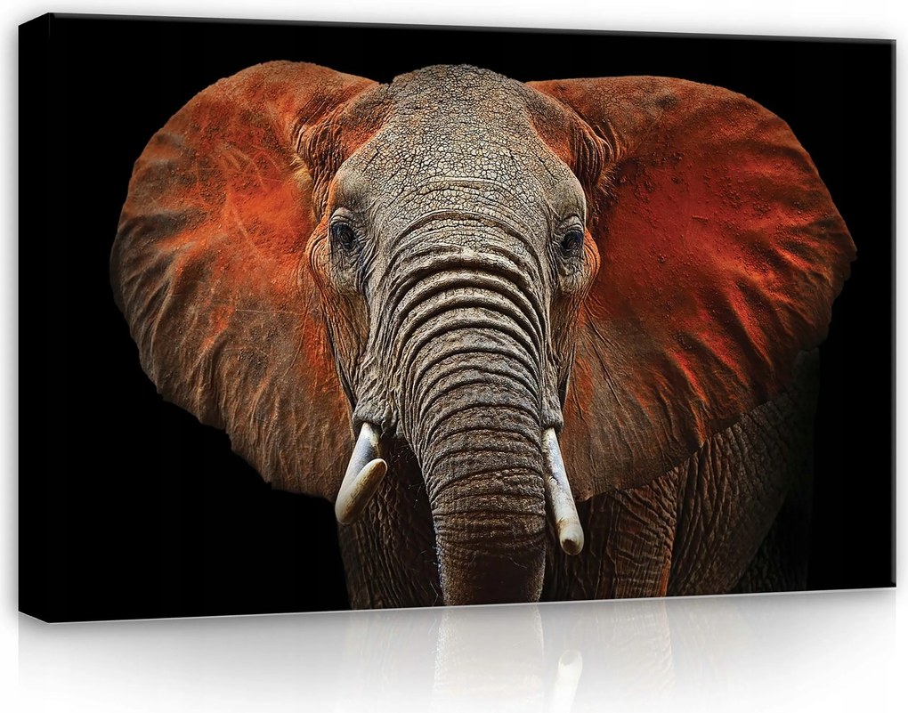 Vászonkép 60x40 Afrikai elefánt portré vad természet erő nyugalom
