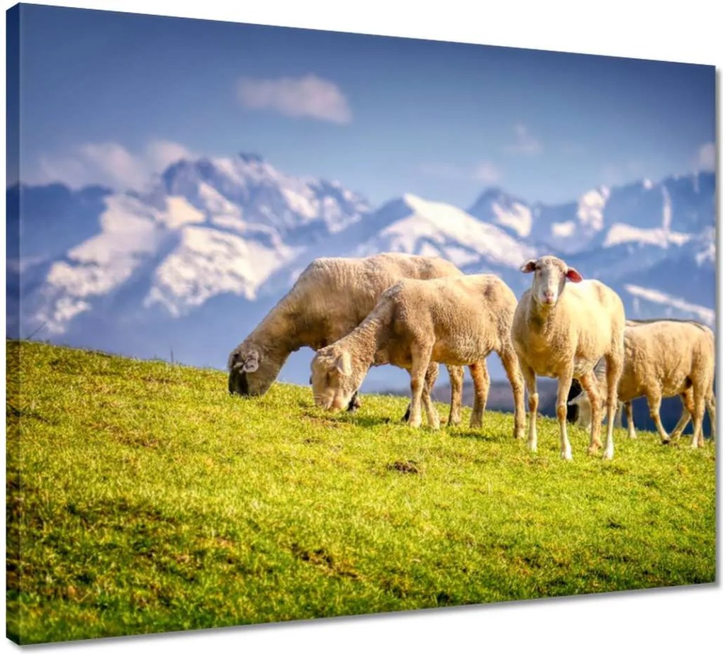 Vászonkép 50x40 Juh legeltetés Bárányok