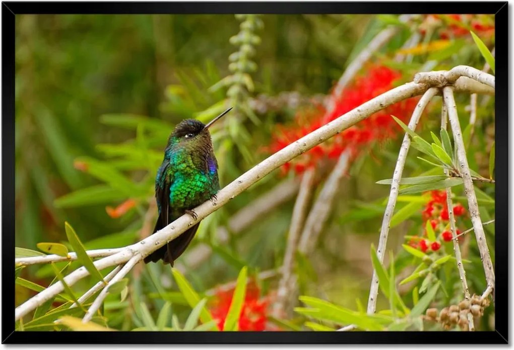 Poszterek keretben 60x40 Madarak