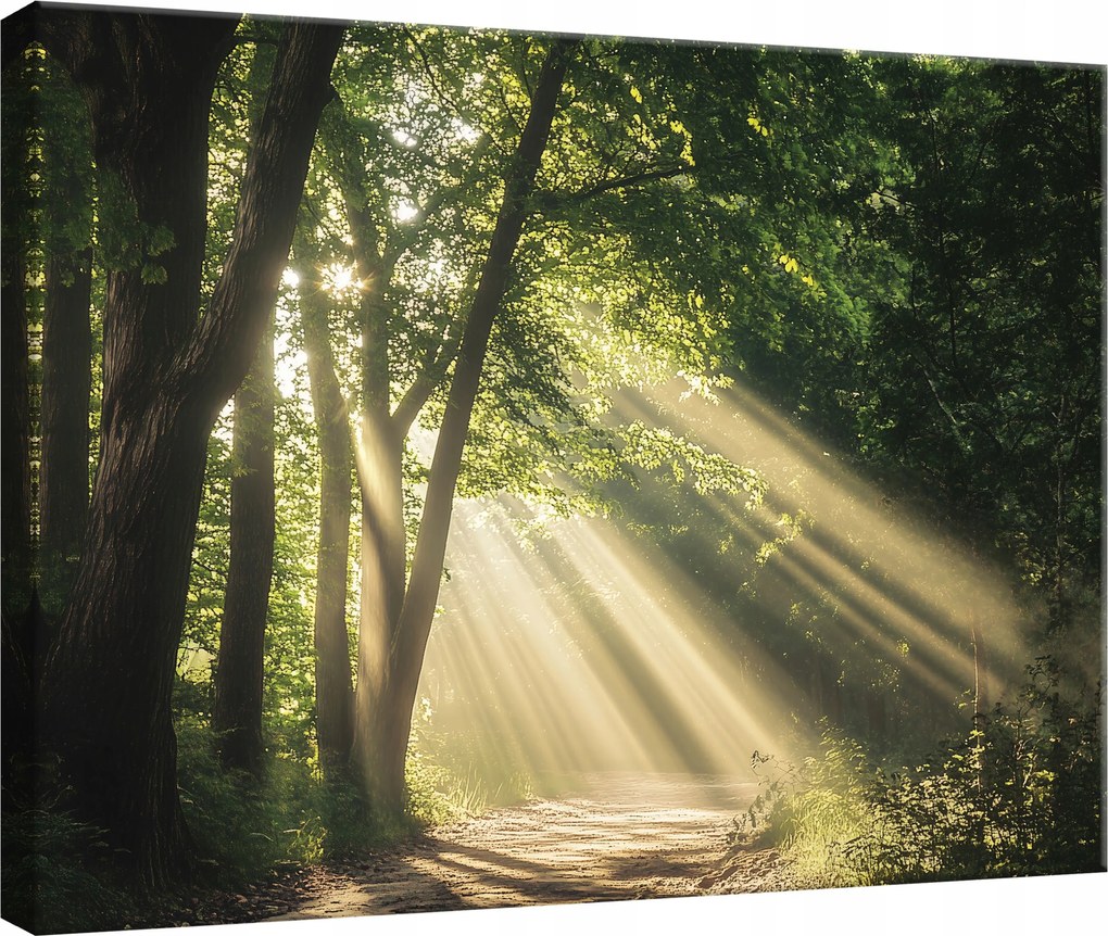 Vászon Falikép Erdő Természet Fák Hálószoba Nappali Konyha 60x40