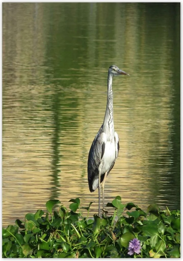 Poszterek 70x100 Kalapos madár Tájkép Kilátás