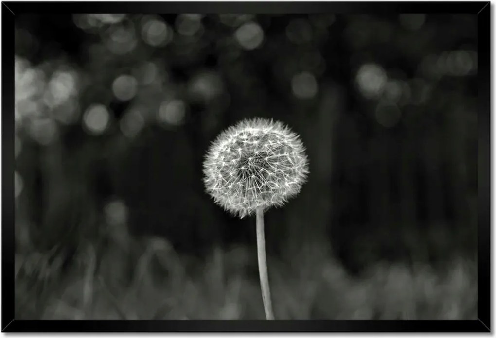 Poszterek keretben 60x40 Pitypang