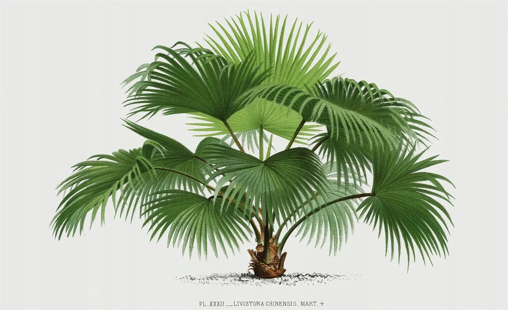 Fotótapéta Fali ragasztó szett Egzotikus pálmafa 416x254 Ragasztó