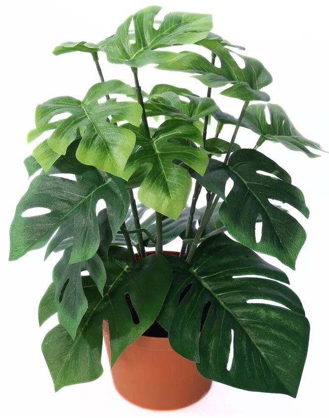 Monstera művirág cserépben, 27 cm