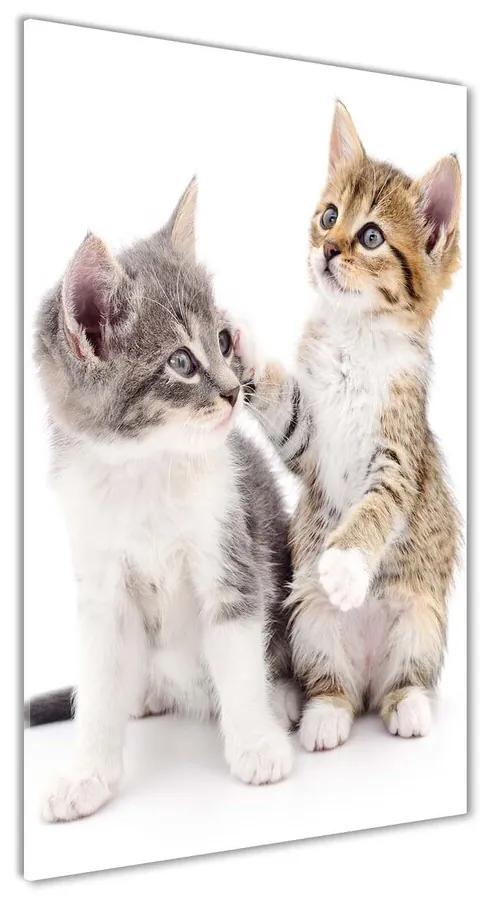 Akril üveg kép Két kis macska pl-oa-60x120-f-120060855