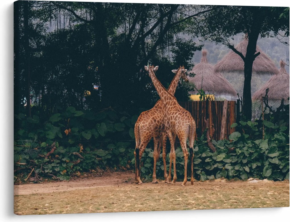 Két zsiráf képe (70x50 cm)