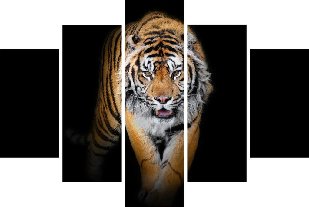 Kép - Tigris (150x105 cm)
