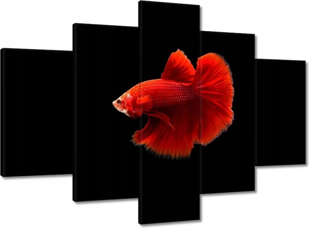 Képek 150x105 Piros harcos hal