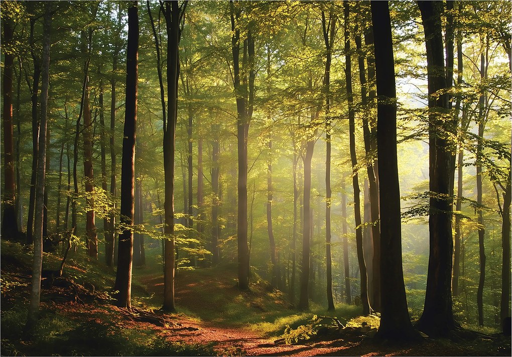 Fotótapéta Naperdő Fák Természet Falra Hálószoba Nappali 400x280