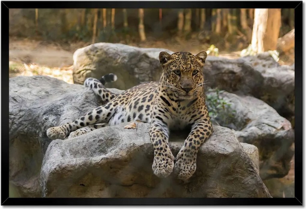 Poszterek keretben 60x40 Leopárd