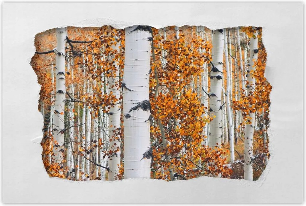 Poszterek 120x80 Őszi táj Nyírfa