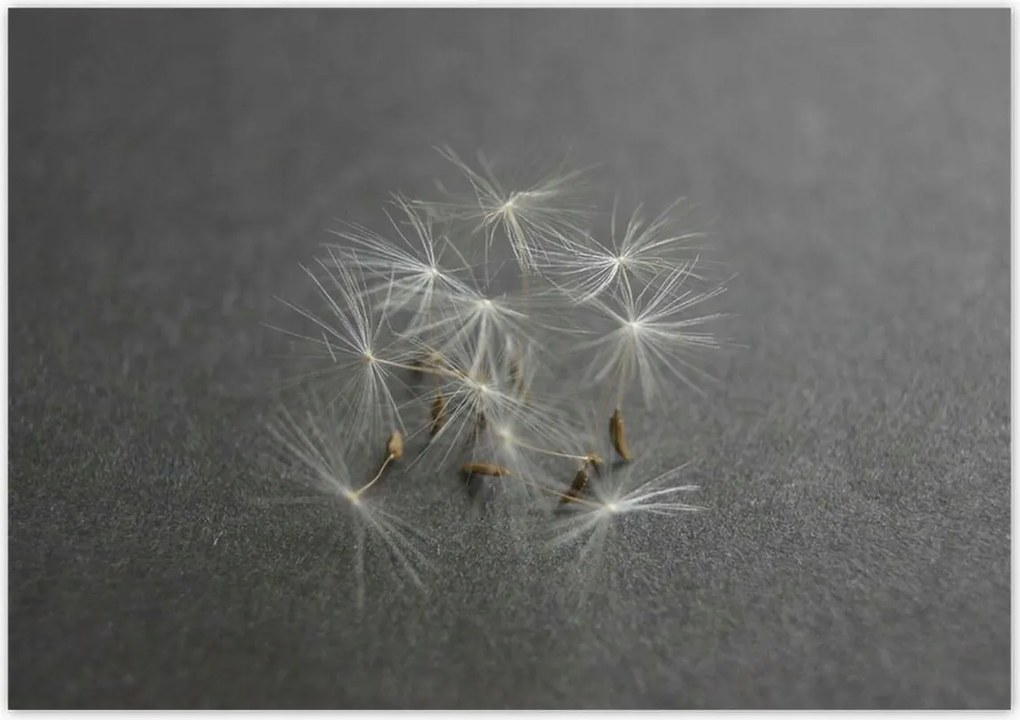 Poszterek 100x70 Pitypang Virág Virágok