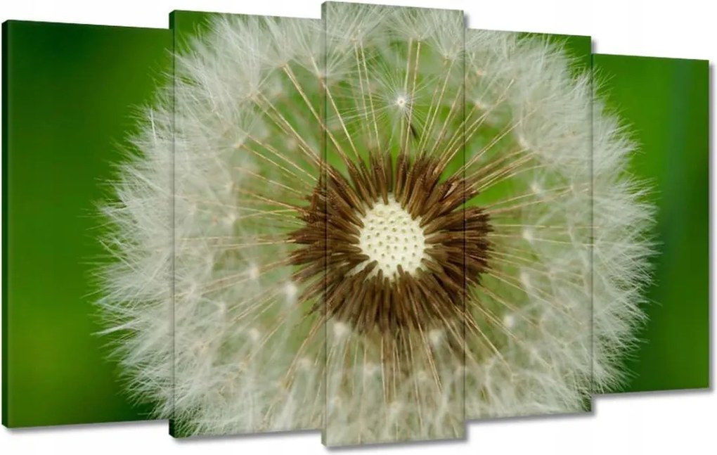 Vászonkép 100x60 Pitypang Virág Virágok