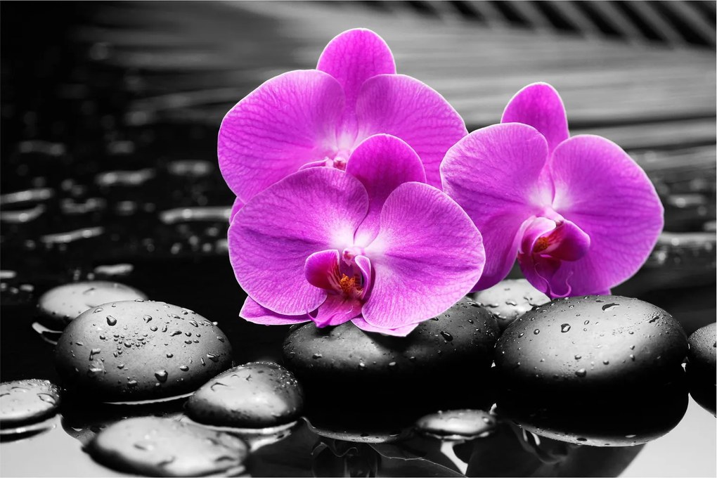 Kép - Lila orchideák (90x60 cm)