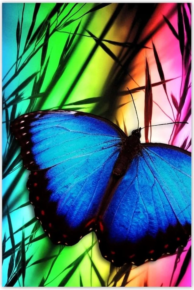 Poszterek 80x120 Kék pillangó