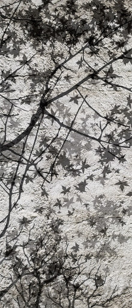 Fotótapéta Juharlevél árnyékok szürke textúra nappaliba 91x211 +ragasztó