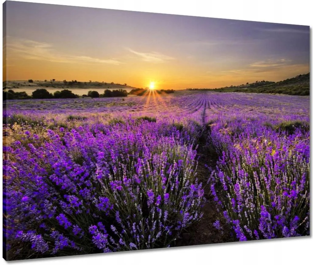 Vászonkép 80x60 Levendula tájkép Nap