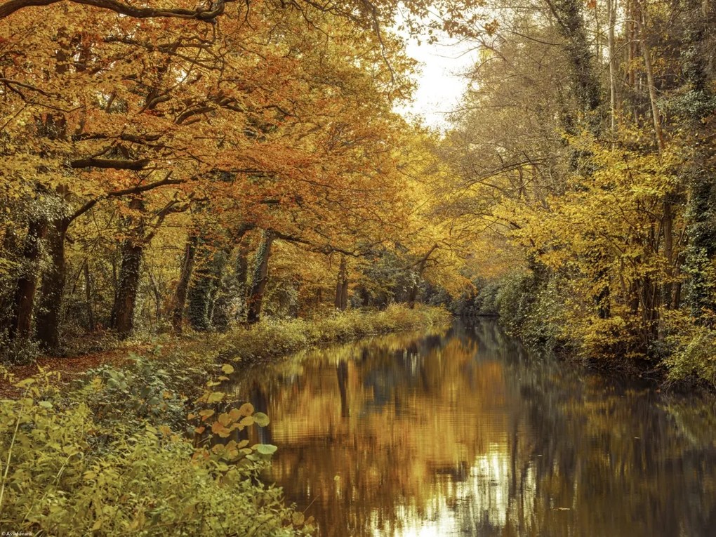 Poszter 40x30cm Csatorna az erdőn át 2, Assaf Frank
