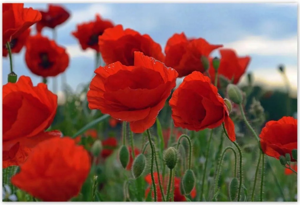 Poszterek 155x105 Mezei pipacsok az égbolt hátterében