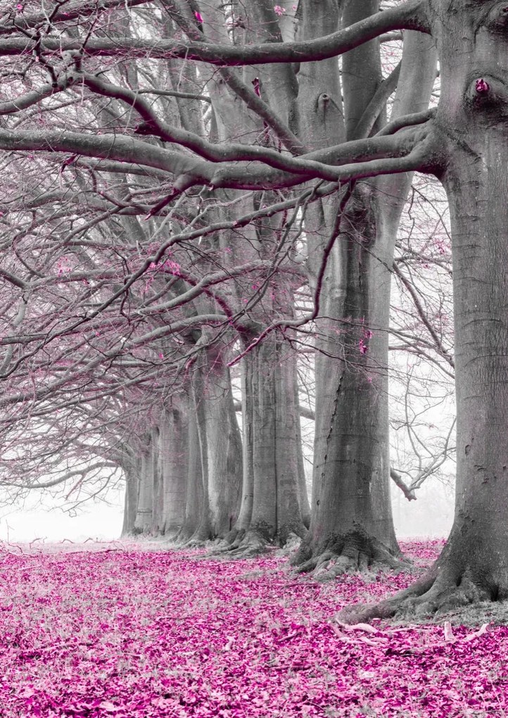 Poszter 29,7x42cm Fák egy sorban rózsaszín levelek, Assaf Frank