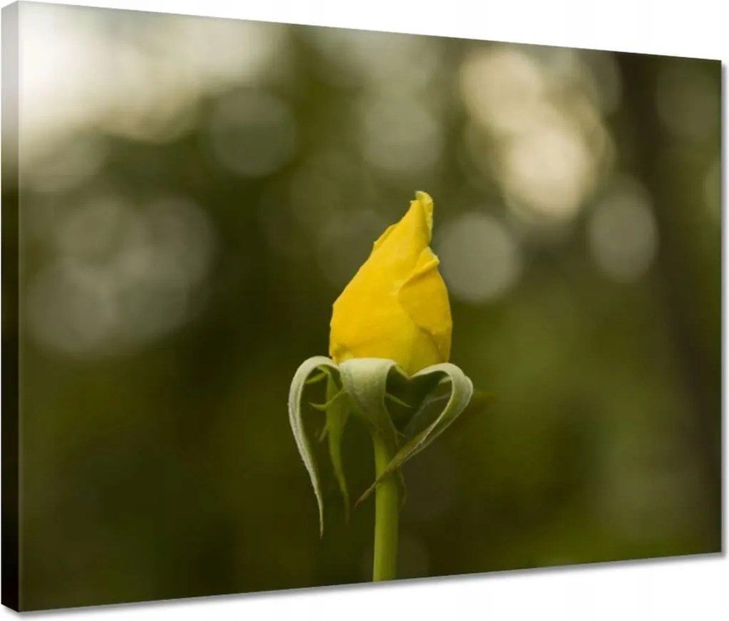 Vászonkép 40x30 Sárga rózsa