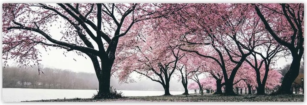 Poszterek 200x66 Fa Kilátás