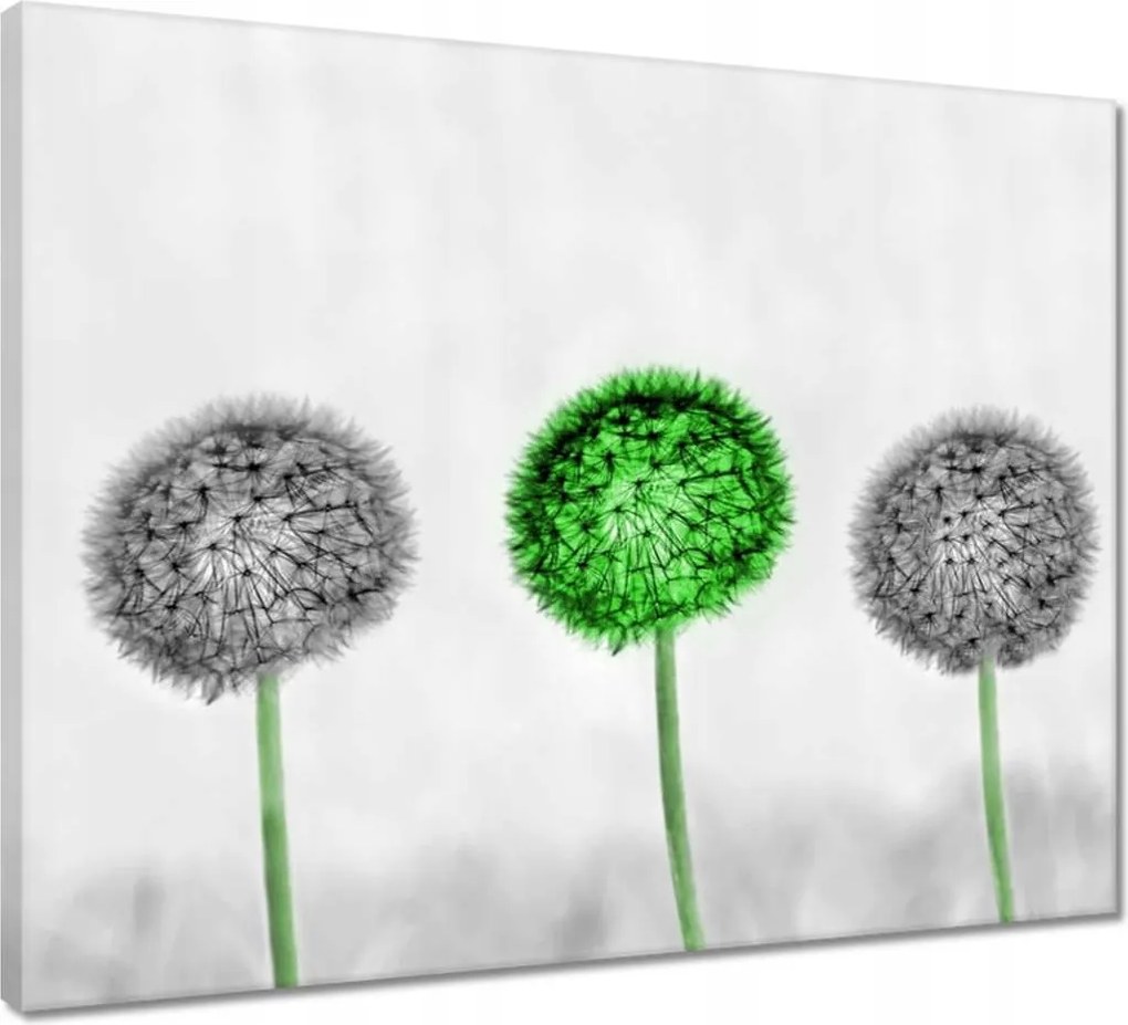 Vászonkép 50x40 Pitypangok