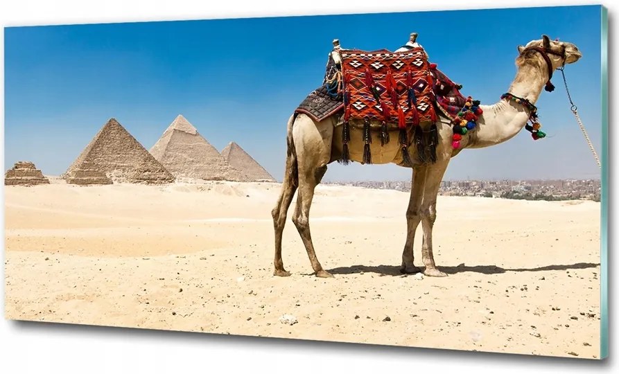Fotó-üvegkép Teve Kairóban 125x50
