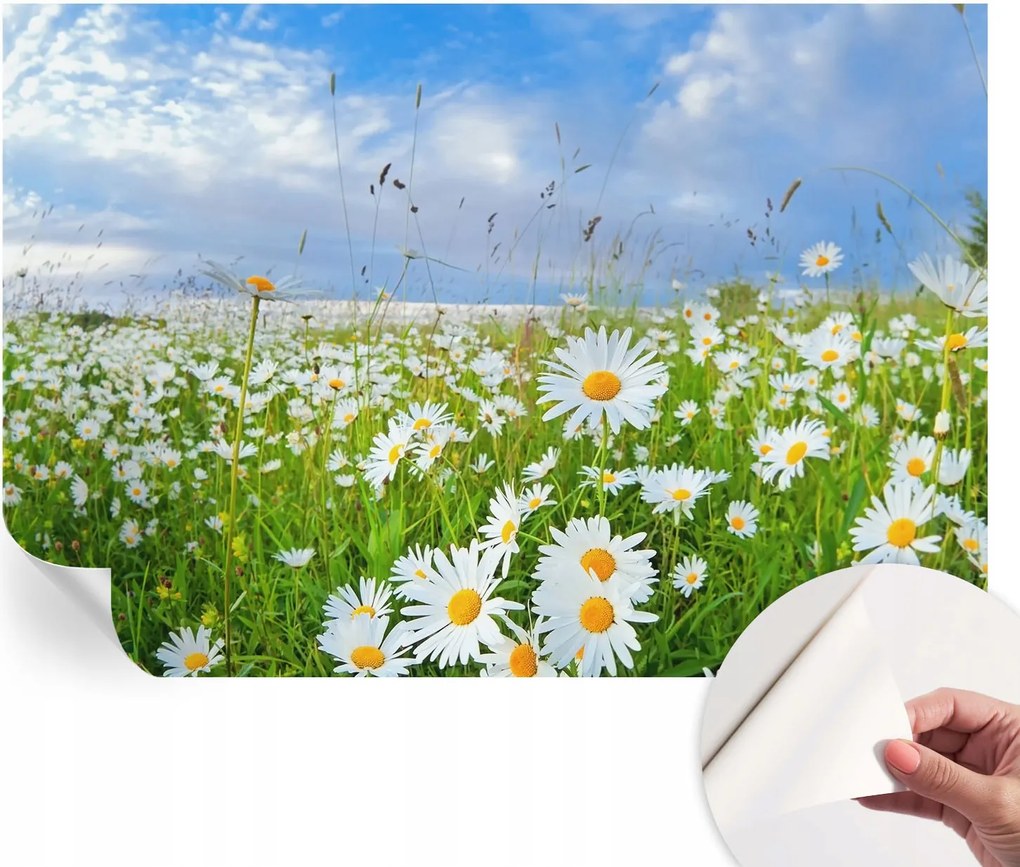 Dekoratív öntapadós fotótapéta Hálószobába Nyári rét 152x104 cm